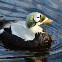 Eider-de-lunetas